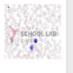 Prepared Microscope Slide Set - Cells, Tissues and Organs - Set of 13 Slides